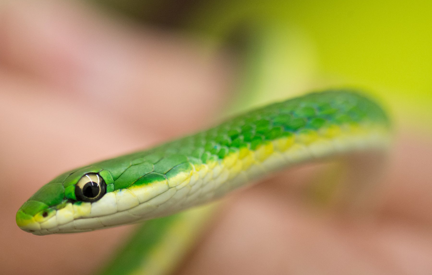 Eine grüne Natter schlängelt sich in der "Animal Lounge" auf dem Flughafen in Frankfurt durch die Hände eines Reptilien-Experten. Foto: Boris Roessler/dpa 
