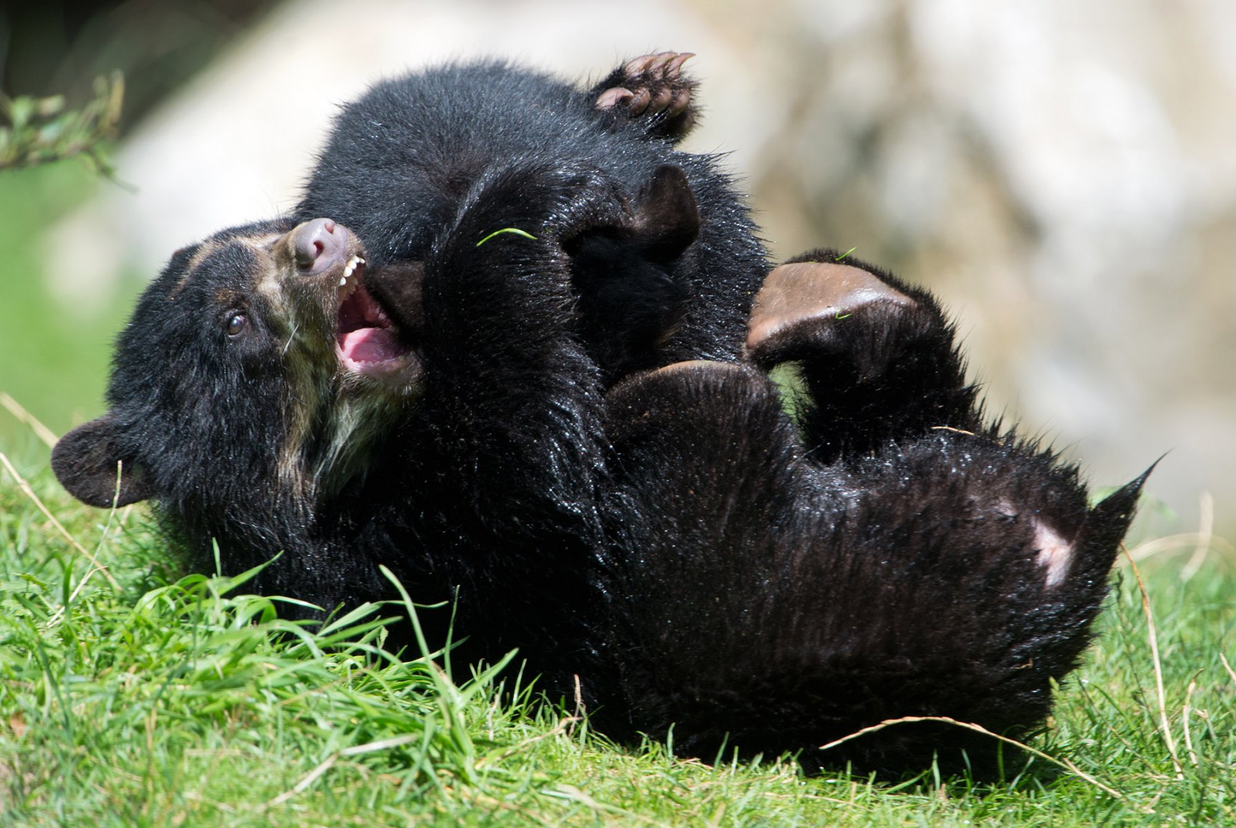 Zwei kleine Brillenbären rangeln im Zoo in Frankfurt am Main spielerisch miteinander. Der Nachwuchs gehören zu den neuen Publikumslieblingen des Zoos. Foto: Boris Roessler/dpa 
