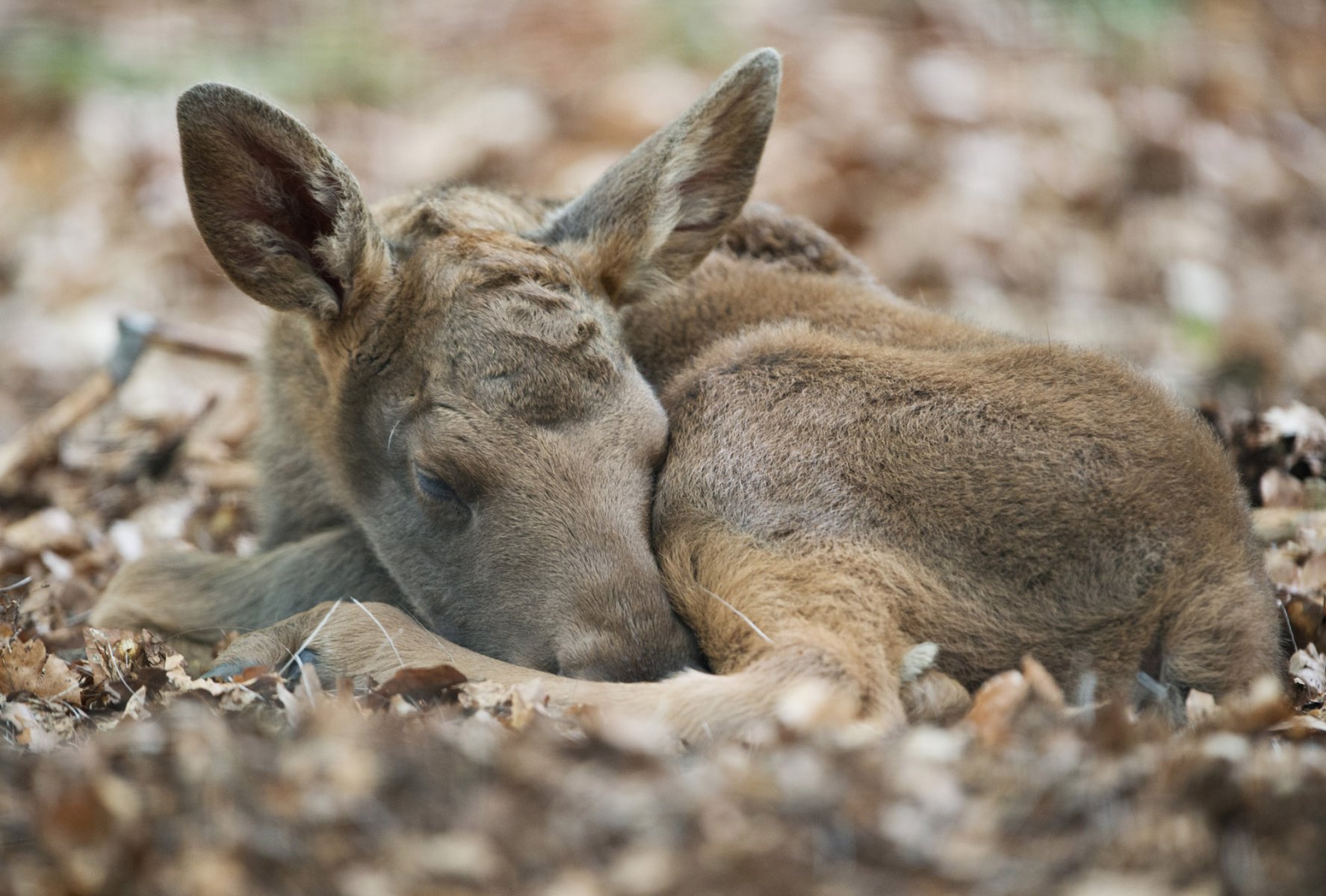 Noch namenlos ist dieser erst wenige Tage alte Elch, der sich am 01.06.2014 im Tierpark Hanau einen schattigen Platz im Unterholz gesucht hat. Foto: Boris Roessler/dpa 