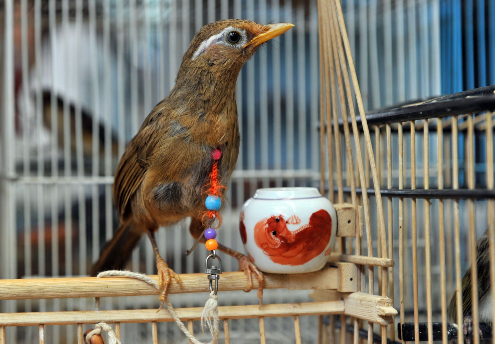 Völlig unübersichtlich ist das Angebot an lebenden Tieren auf einem der traditionellen Vogelmärktre der Altstadt. Dutzende Händler bieten hier neben Singvögeln, Papageien und Wachteln auch Hühner, Schlangen, Schildkröten und Affen an. Foto: Boris Roessler