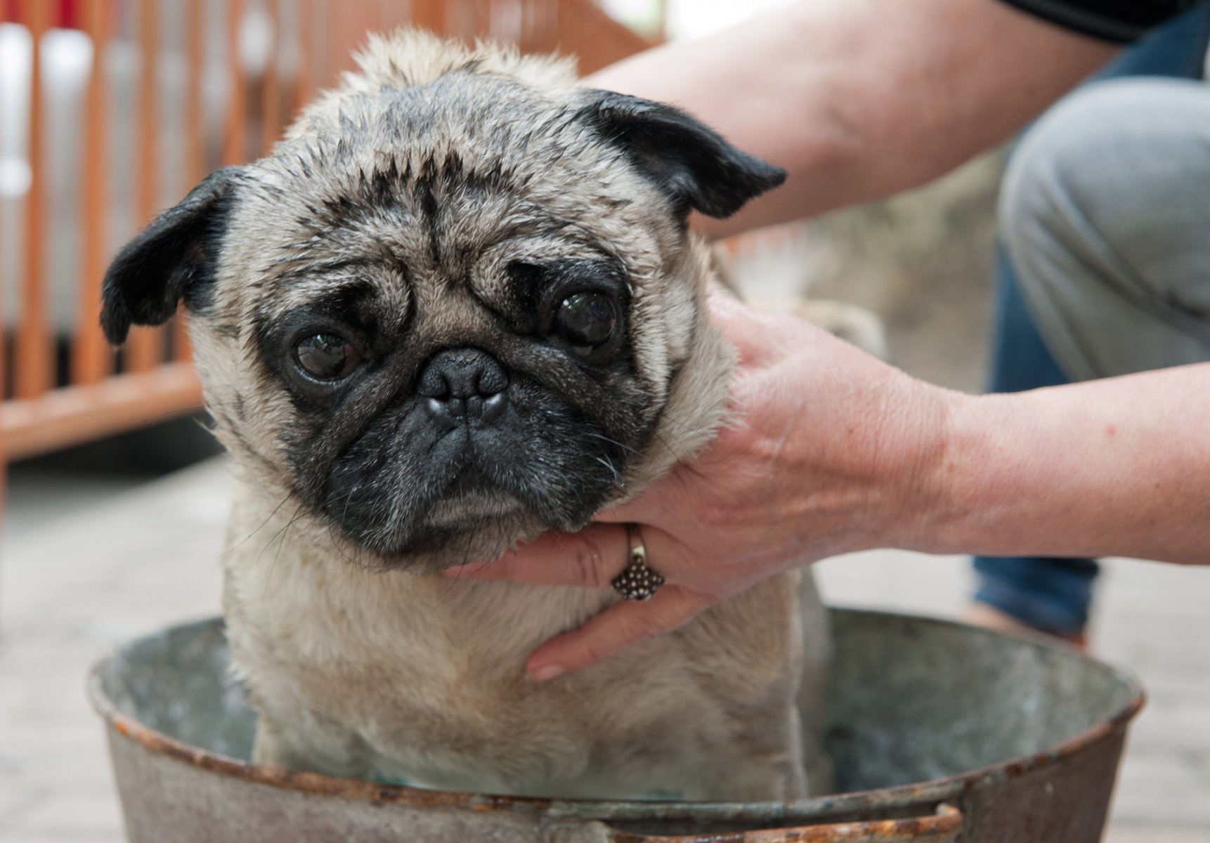 ... von wegen "Katzenwäsche" ! Der Reinlichkeitsdrang seiner Besitzerin macht auch vor diesem Mops nicht halt. Foto: Boris Roessler